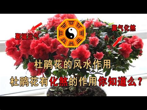 杜鵑風水|杜鵑花擺放位置全攻略